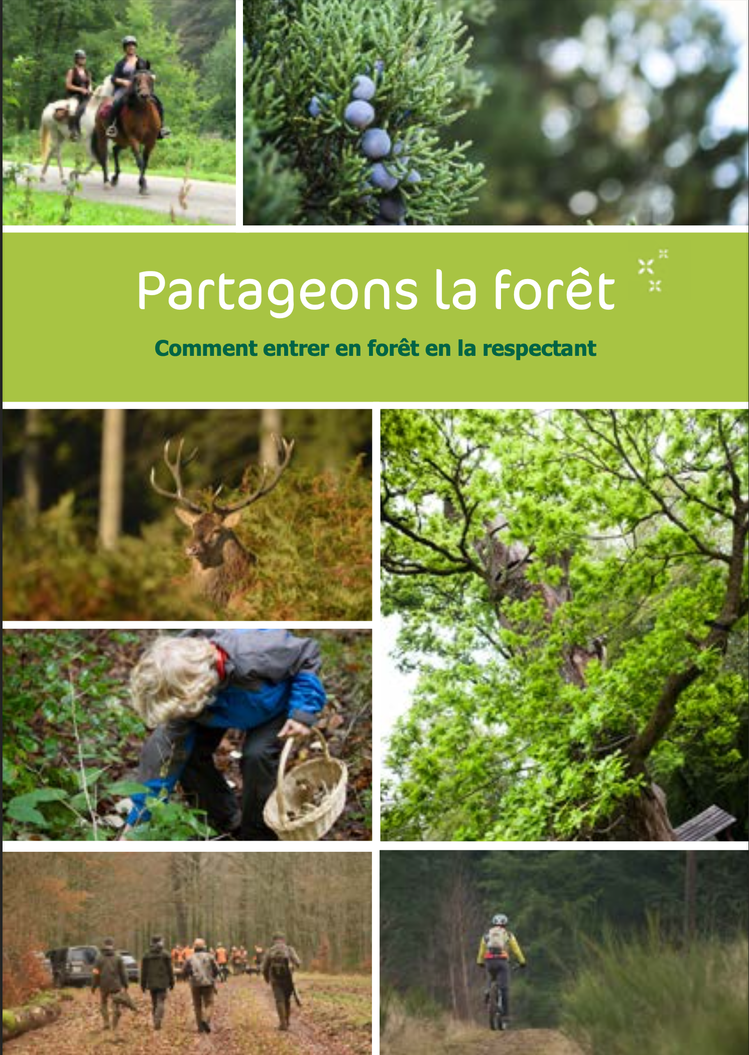 Image foret